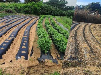 Blown Film (Mulch)